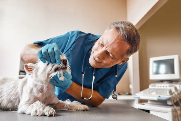 Best Emergency X-Rays and Diagnostics in Harrison, NJ